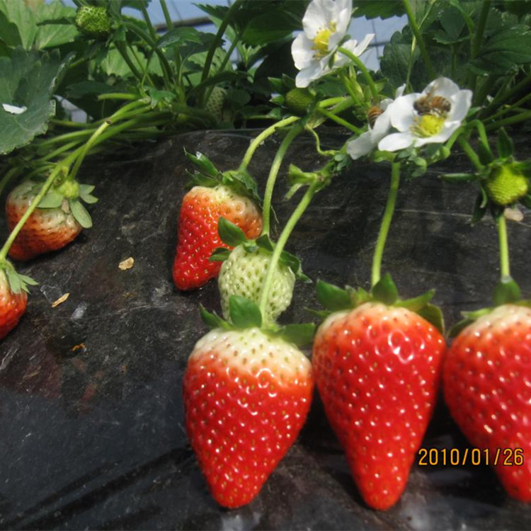 楚雄白草莓苗几月份入棚奶油草莓苗