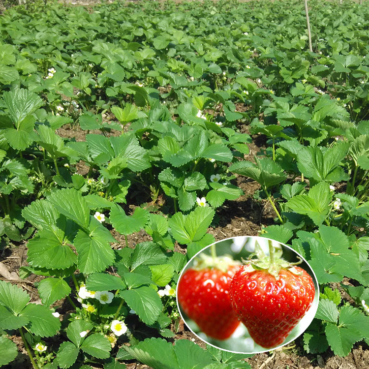赤峰甜查理草莓苗怎樣種植草莓的苗