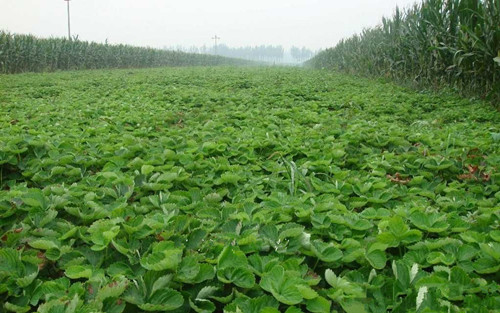 酒泉白草莓苗栽培技術(shù)草莓苗廠家