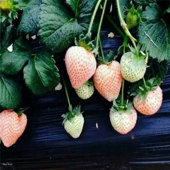 北京章姬草莓苗种植方法草莓苗出售