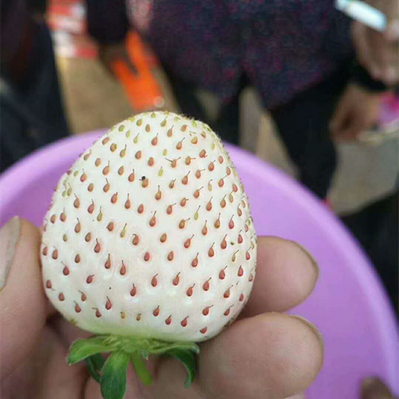 中衛(wèi)妙香草莓苗種植方法多少錢一株草莓苗