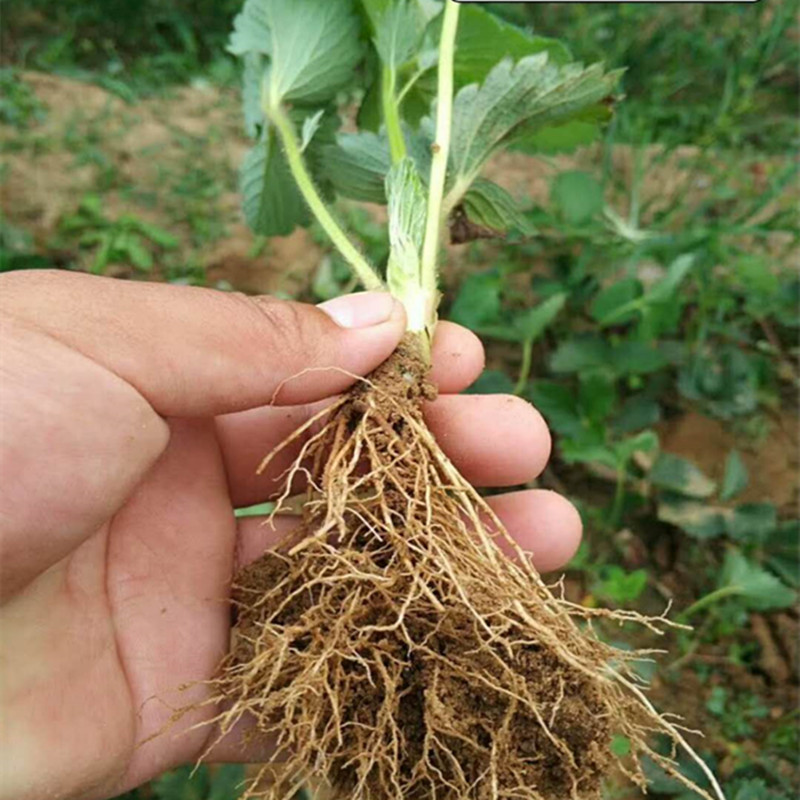 營口甜查理草莓苗多久結果草莓苗的圖片