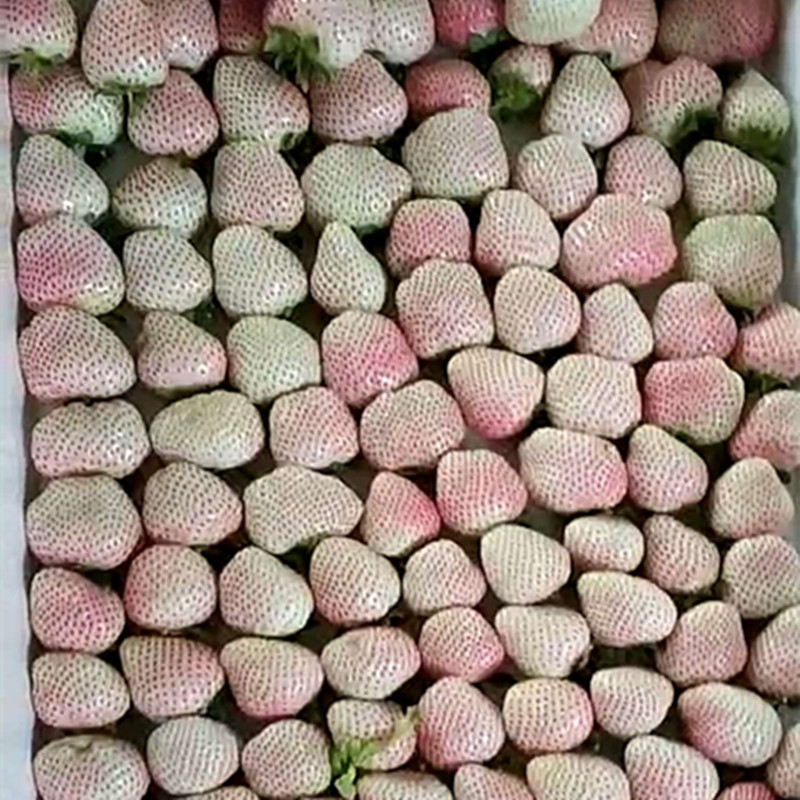 鐵嶺章姬草莓苗批發(fā)南方草莓苗