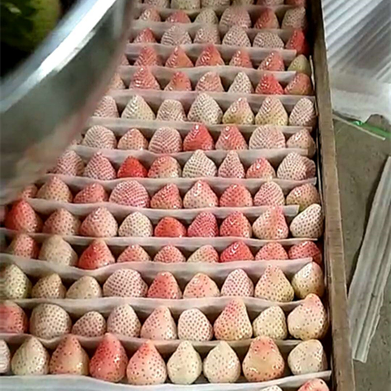 济宁全草莓苗亩产量多少斤在买草莓苗