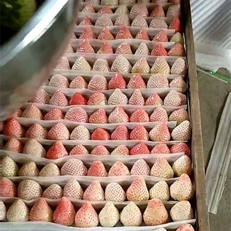 鄭州新品種草莓苗怎樣種植草莓苗栽子