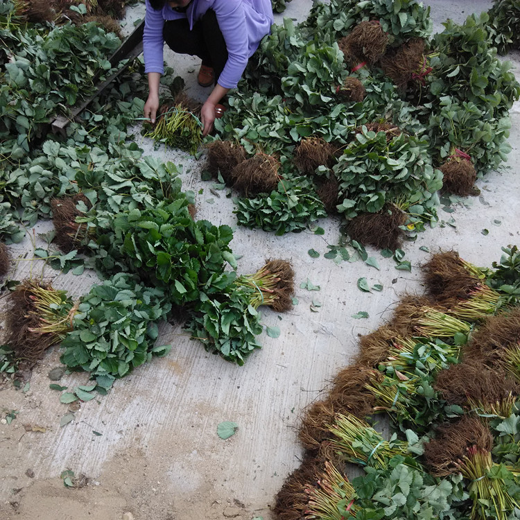 黔東南章姬草莓苗批發(fā)價格今年草莓苗
