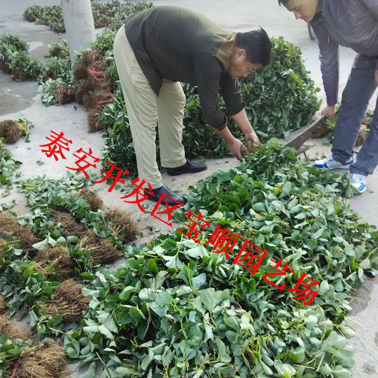 楚雄全草莓苗批發(fā)價(jià)格牛奶草莓苗
