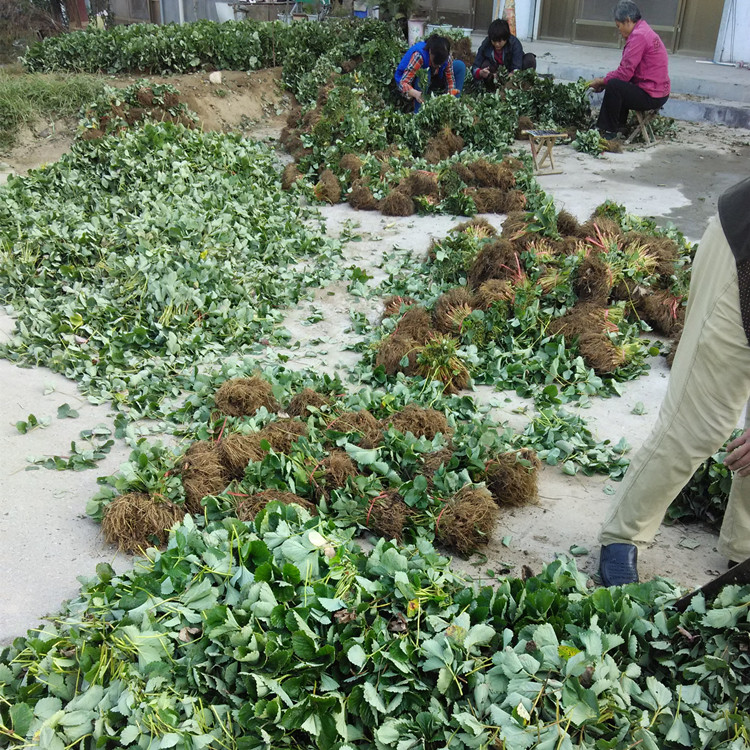 三沙草莓苗幾月份種植好草莓苗批發(fā)商