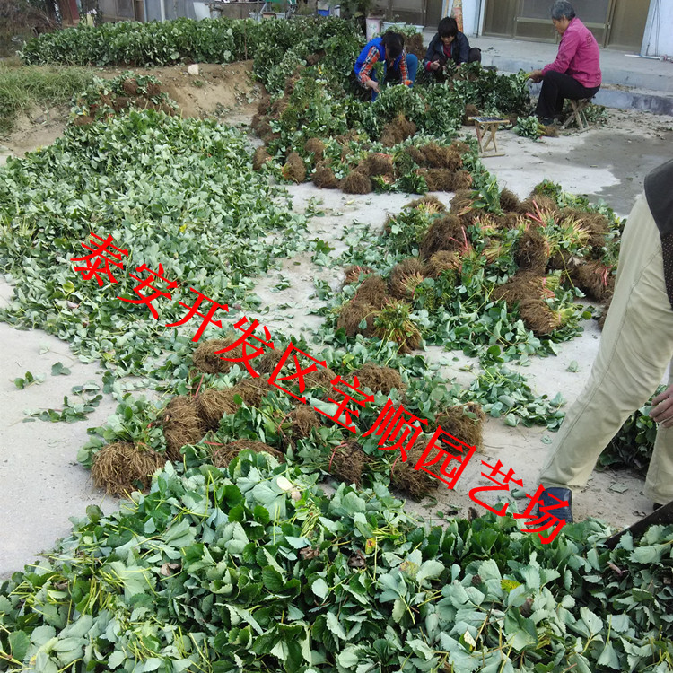 海西寧玉草莓苗品種介紹草莓苗多少錢(qián)一棵