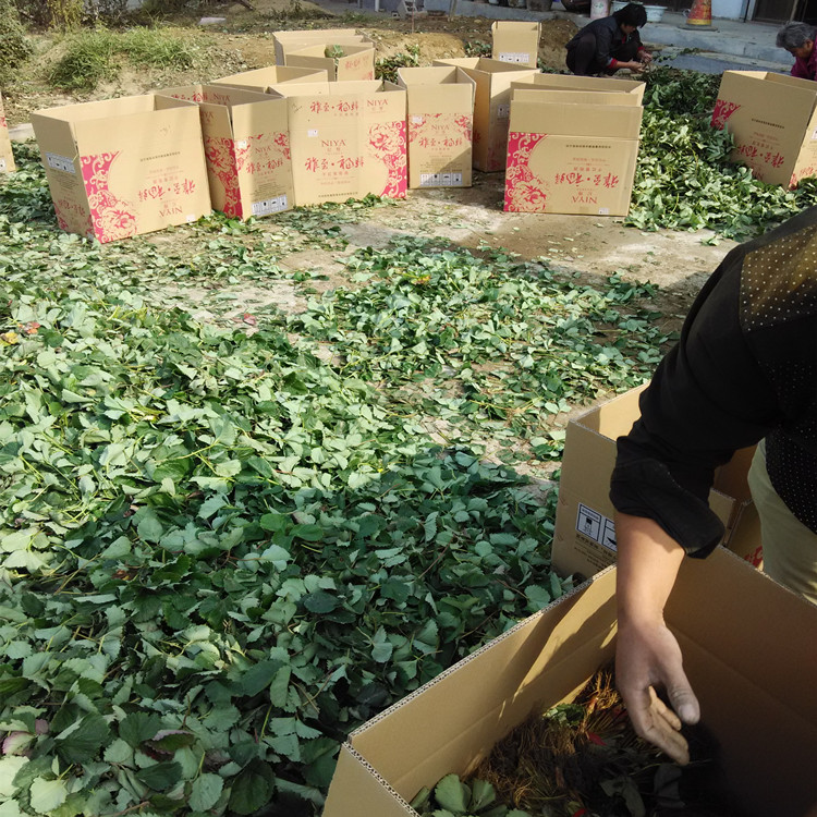 中衛(wèi)妙香草莓苗種植方法多少錢一株草莓苗