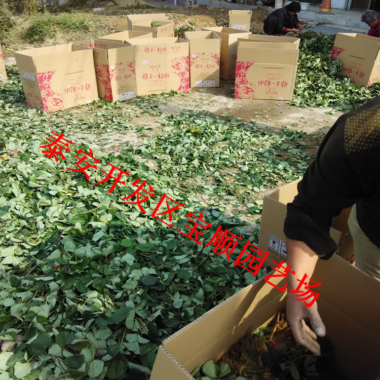 三沙草莓苗幾月份種植好草莓苗批發(fā)商
