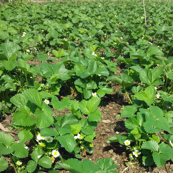 韶關(guān)甜寶草莓苗什么時間栽好草莓苗哪里有售