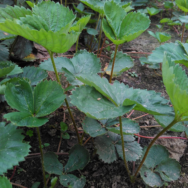 漯河艷麗草莓苗多錢一棵草莓苗能活多久