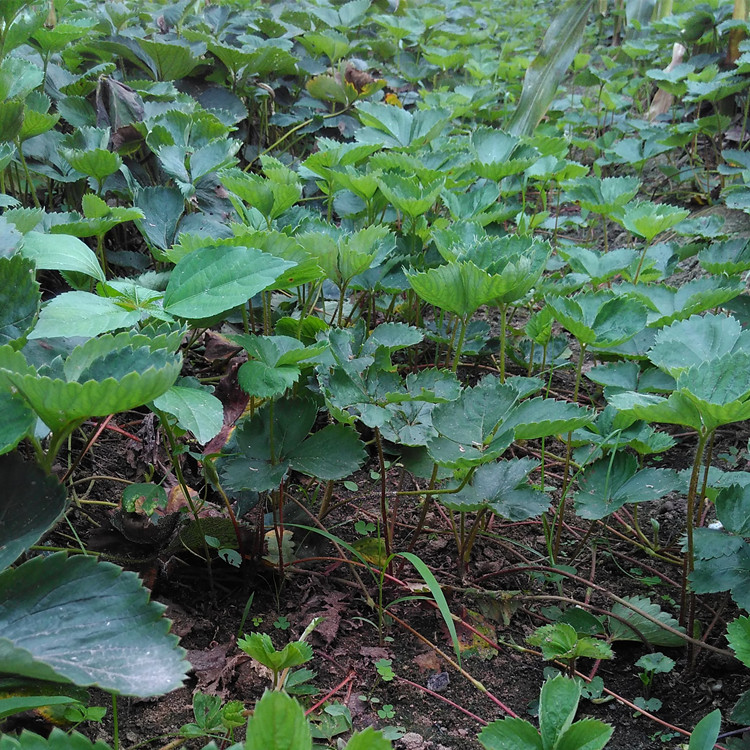 攀枝花全草莓苗種植方法草莓苗管理