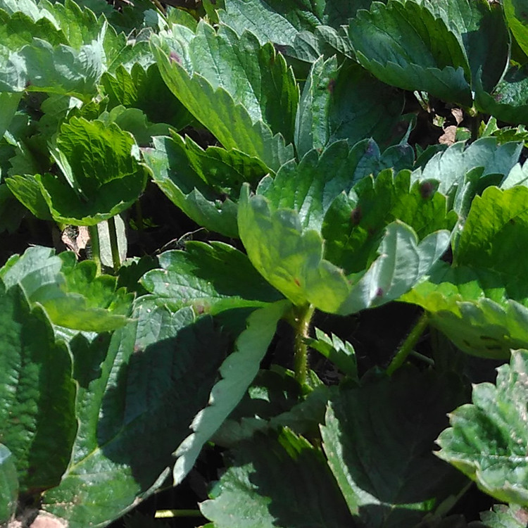 中山甜查理草莓苗大棚種植時間妙香草莓苗價格