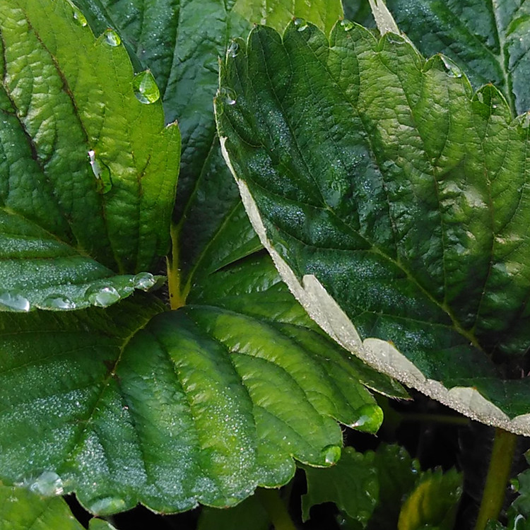 烏海妙香草莓苗去哪里買草莓苗株距