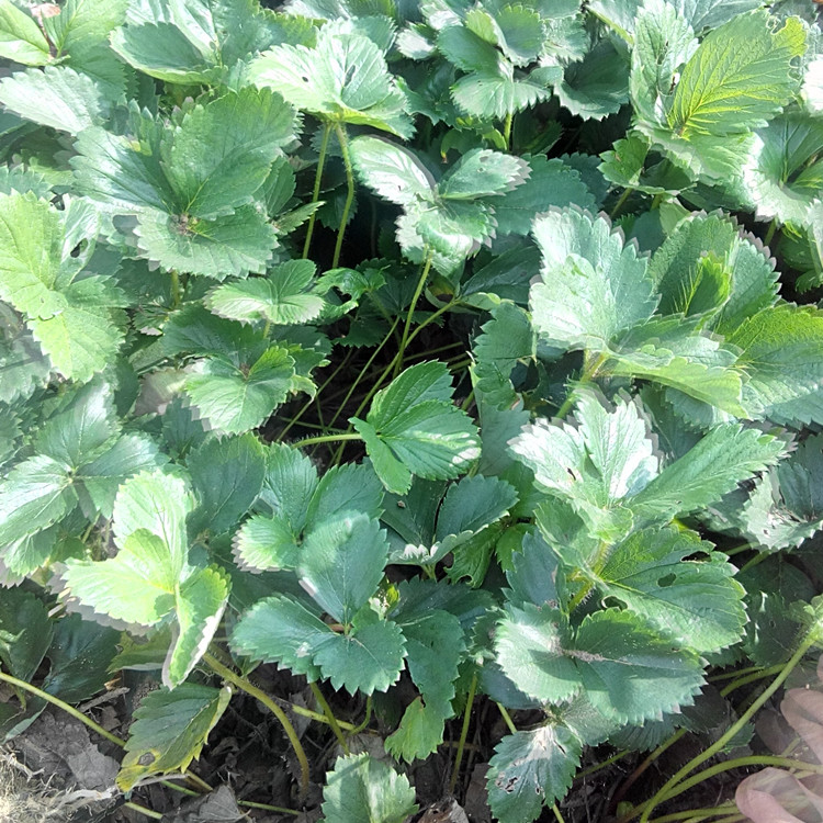 湖州艷麗草莓苗有哪些病蟲害草莓一年苗