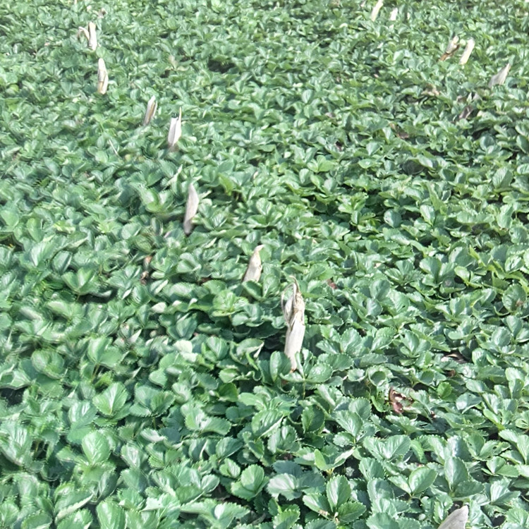 麗江甜寶草莓苗多錢一棵草莓苗好種嗎