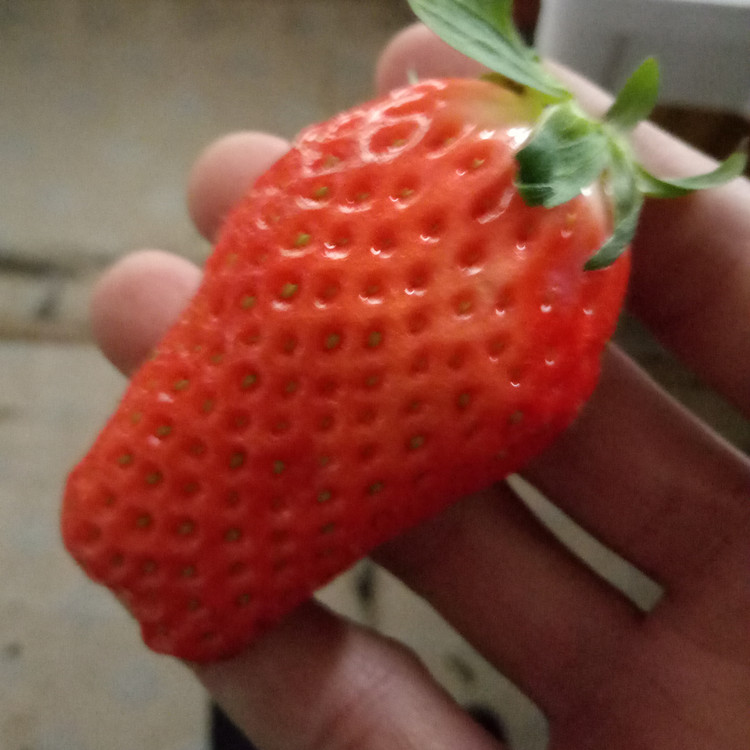 北京章姬草莓苗种植方法草莓苗出售