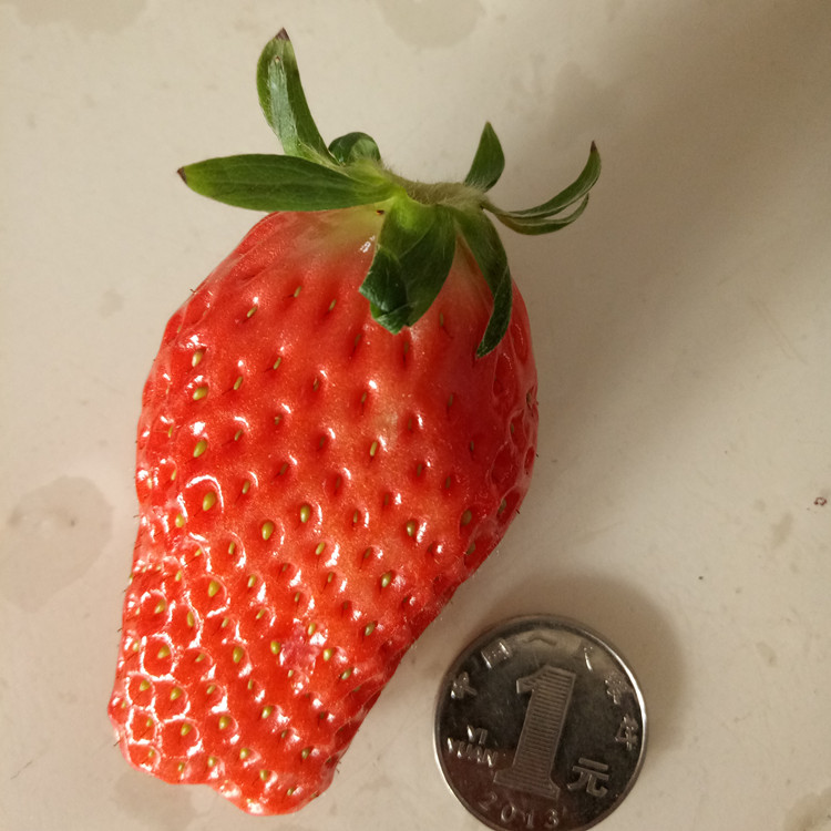 济宁全草莓苗亩产量多少斤在买草莓苗