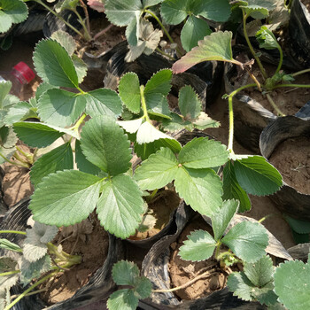汕尾新品種草莓苗批發(fā)栽草莓苗