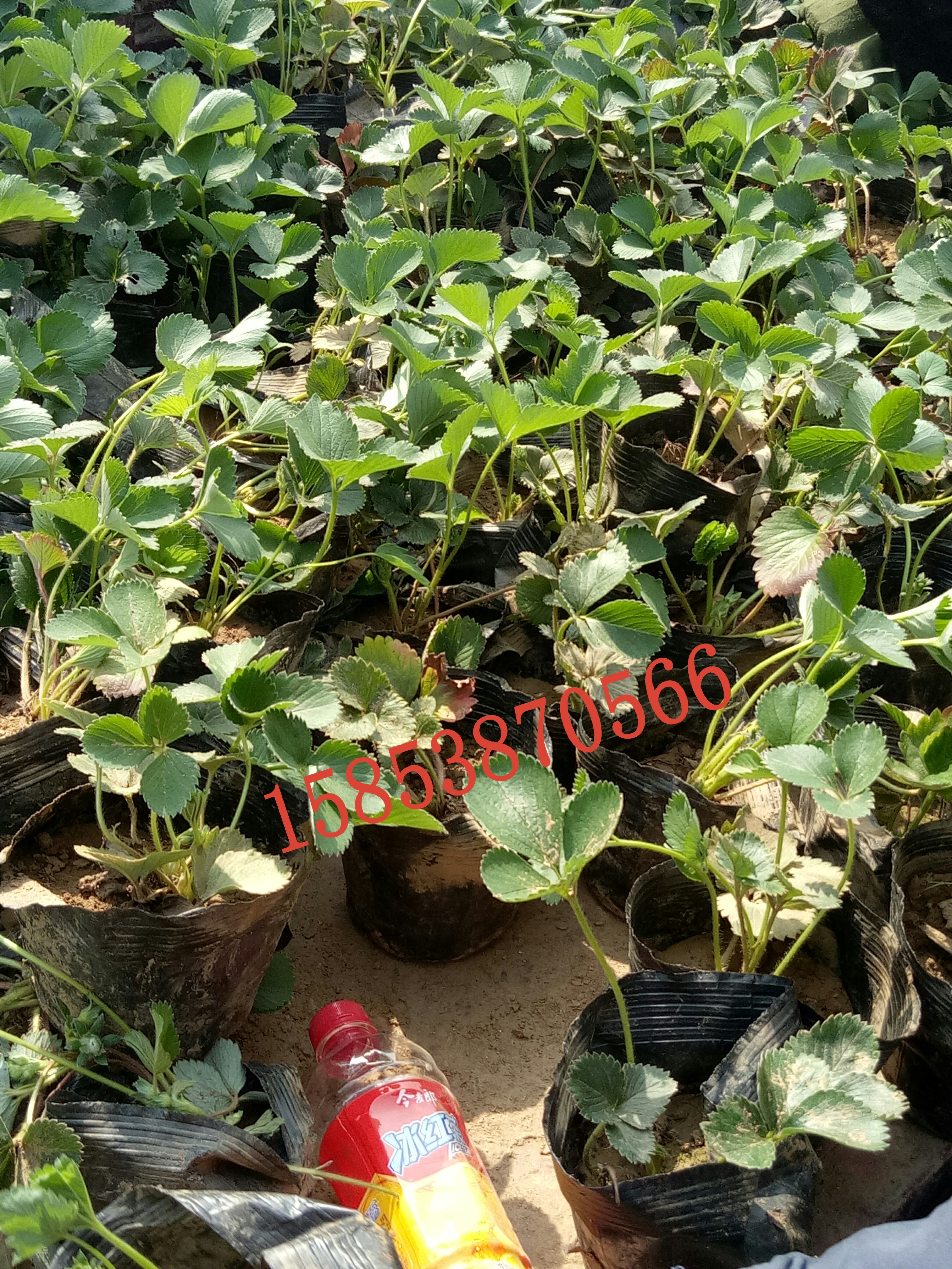 紅河章姬草莓苗大棚種植時間草莓苗批發(fā)價格