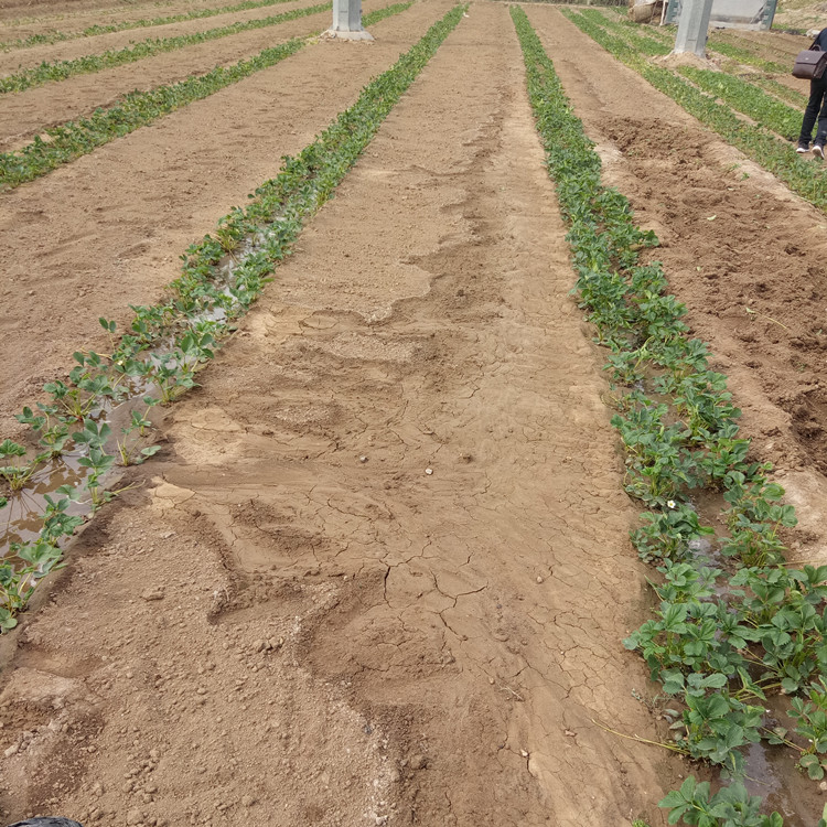 烏海妙香草莓苗去哪里買草莓苗株距