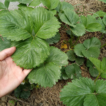西安全草莓苗栽培技術(shù)草莓苗管理