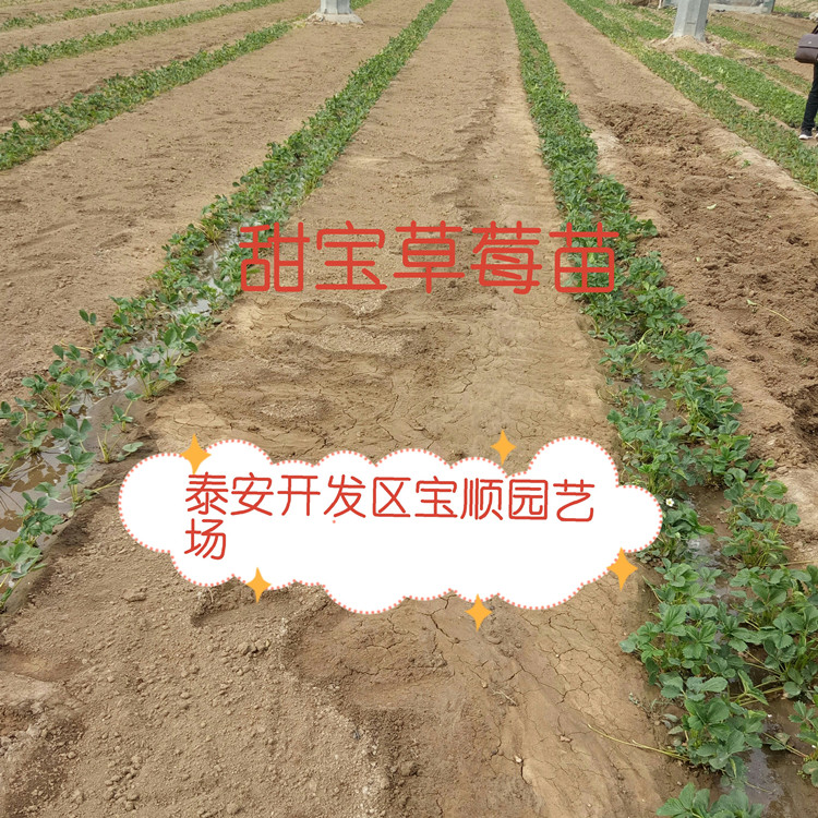 百色草莓苗哪賣的好草莓苗管理