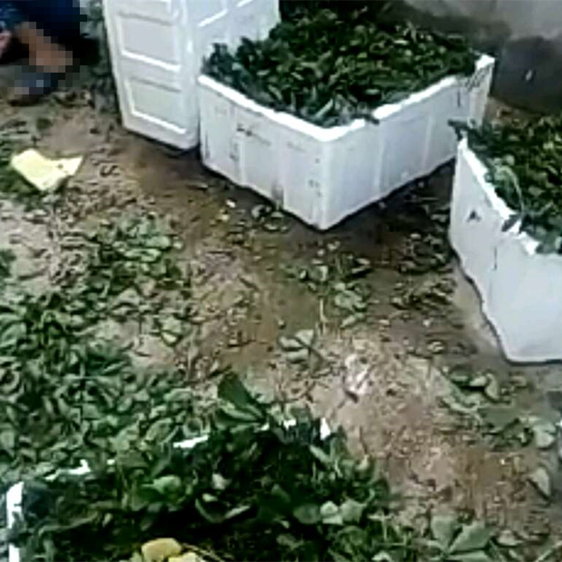 赤峰甜查理草莓苗怎樣種植草莓的苗