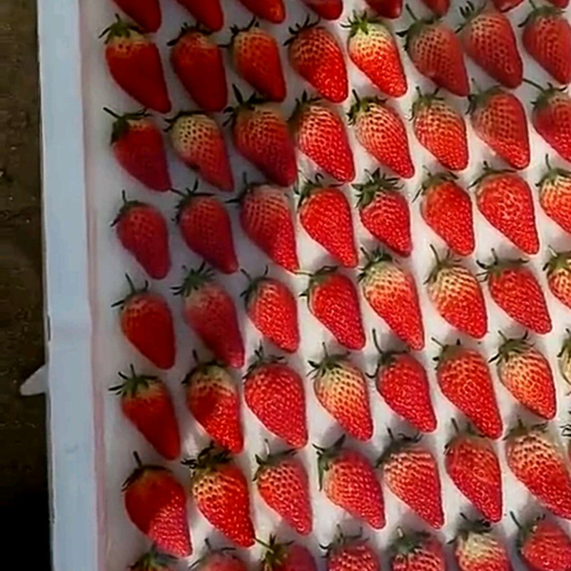 營口甜查理草莓苗多久結果草莓苗的圖片