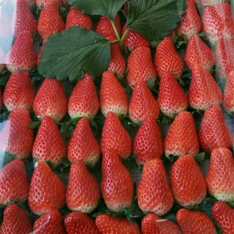 海西寧玉草莓苗品種介紹草莓苗多少錢(qián)一棵