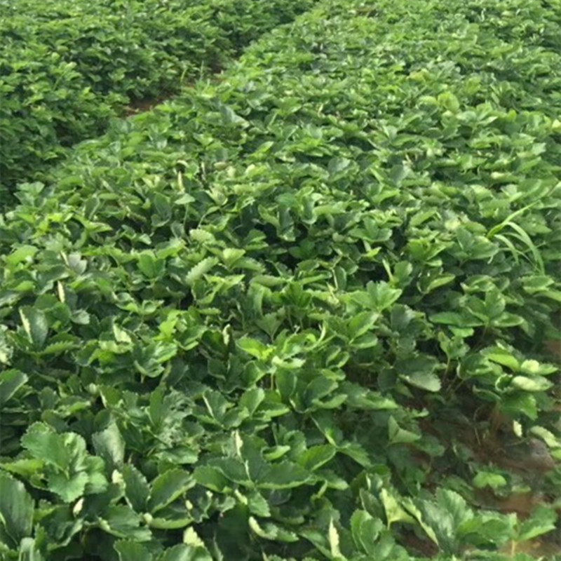 沈陽妙香草莓苗大棚種植時(shí)間草莓苗售價(jià)