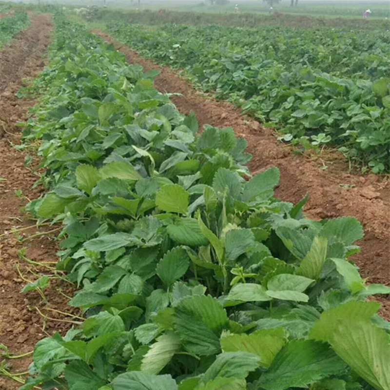 湘潭章姬草莓苗去哪里買草莓苗發(fā)黃