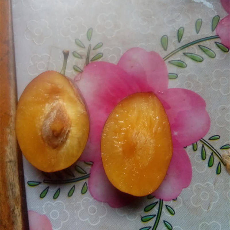 西梅苗幾年結(jié)果西梅苗品種價(jià)格