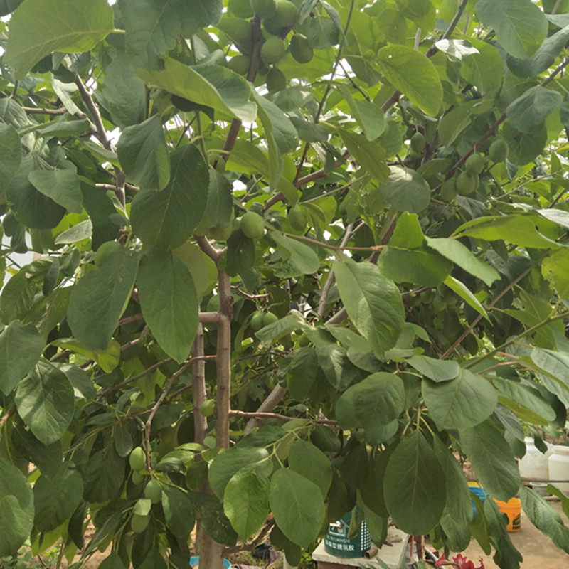 衢州西梅女神樹苗什么時(shí)候種植西梅藍(lán)蜜李子苗