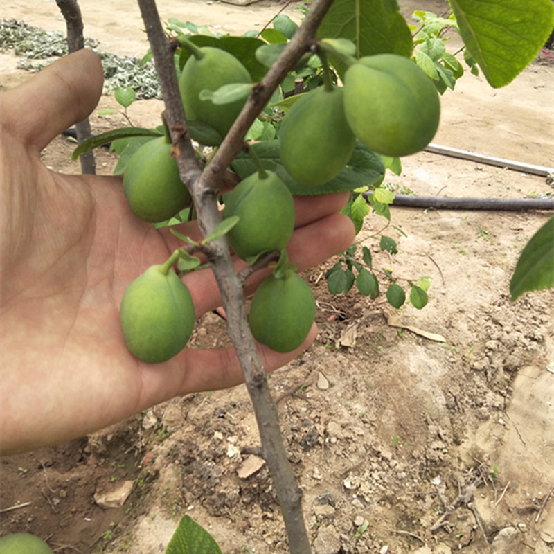 西梅藍蜜樹(shù)苗如何管理西梅苗產(chǎn)地