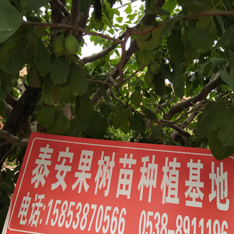 加州西梅苗圖片批發(fā)西梅苗