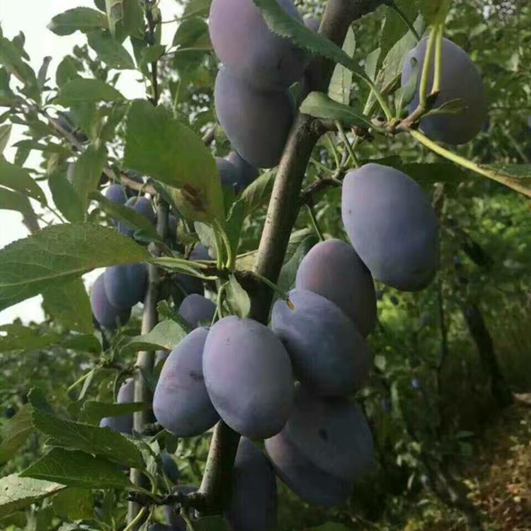 海西西梅苗品種什么時(shí)候開(kāi)花西梅苗產(chǎn)地