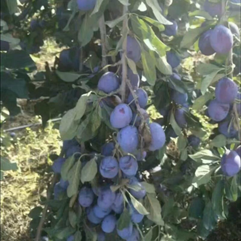 甘南藍西梅苗什么品種好長果型西梅樹苗哪有