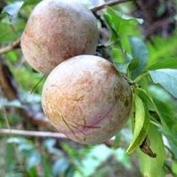 西梅樹苗批發(fā)價格西梅苗圖片