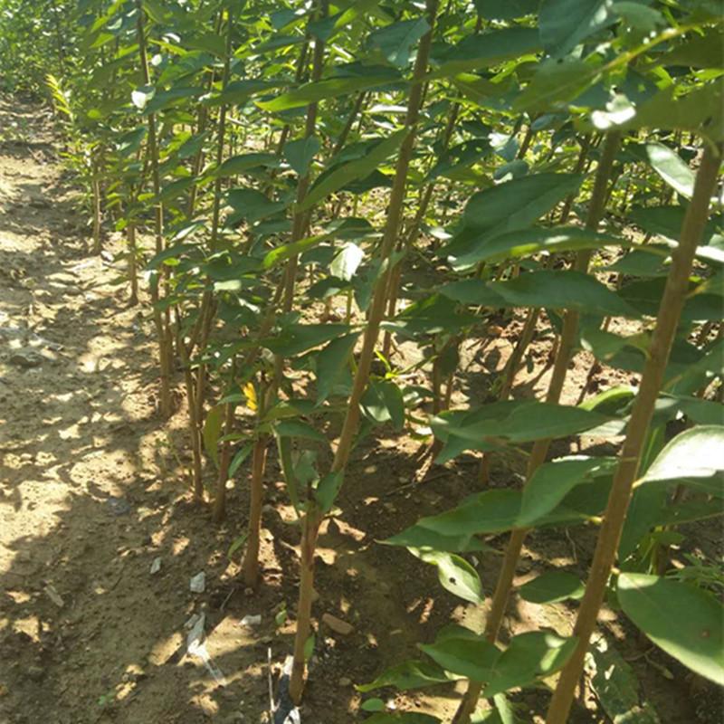 2年西梅苗怎么賣2019年西梅苗報價
