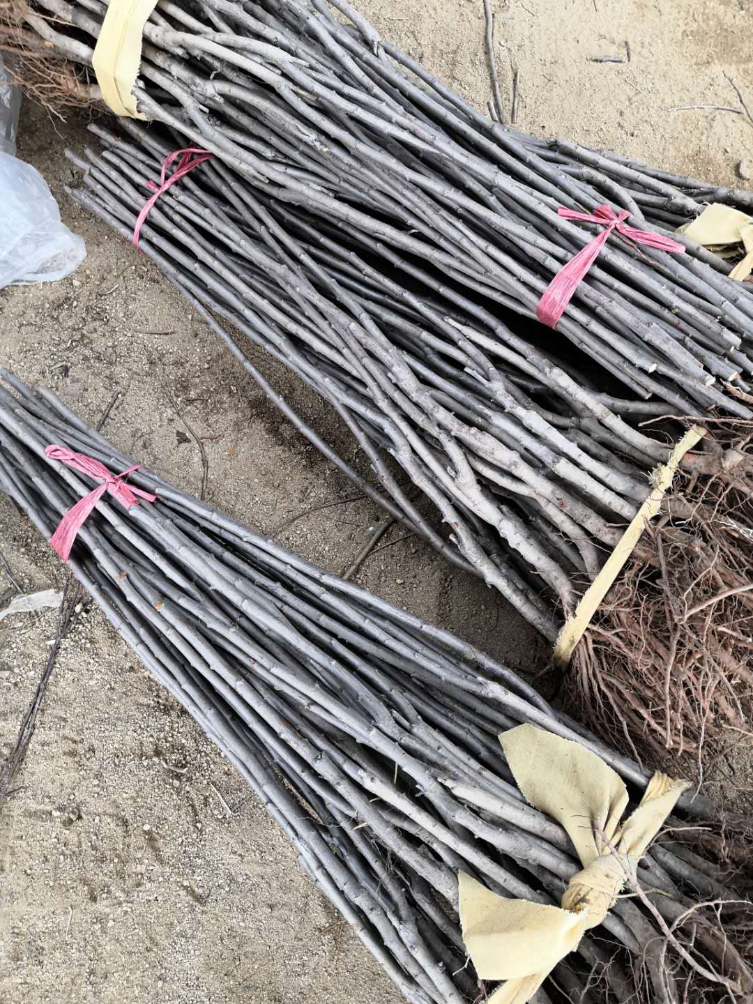 西梅苗多少錢西梅苗供應(yīng)