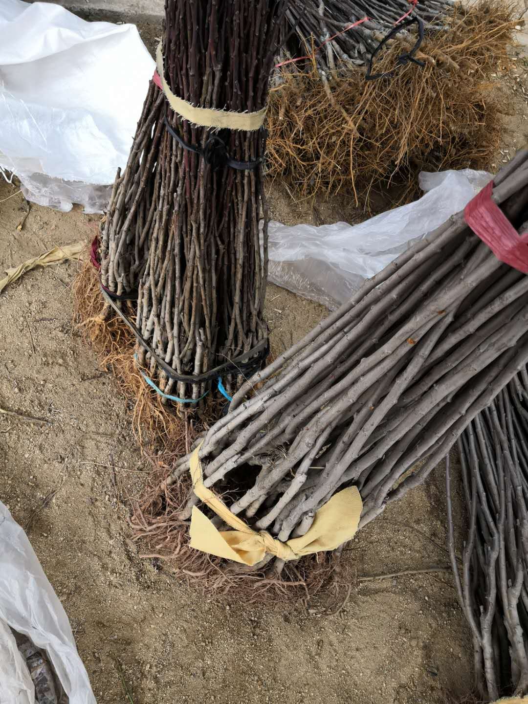 海西西梅苗品種什么時(shí)候開(kāi)花西梅苗產(chǎn)地