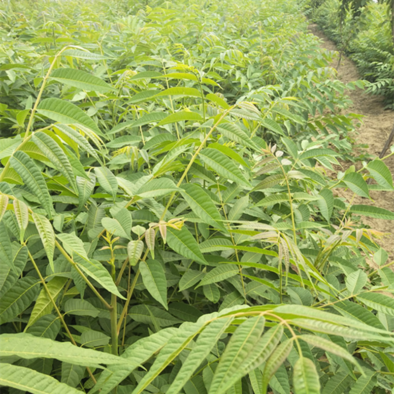 食用香椿苗 香椿树苗栽培方法