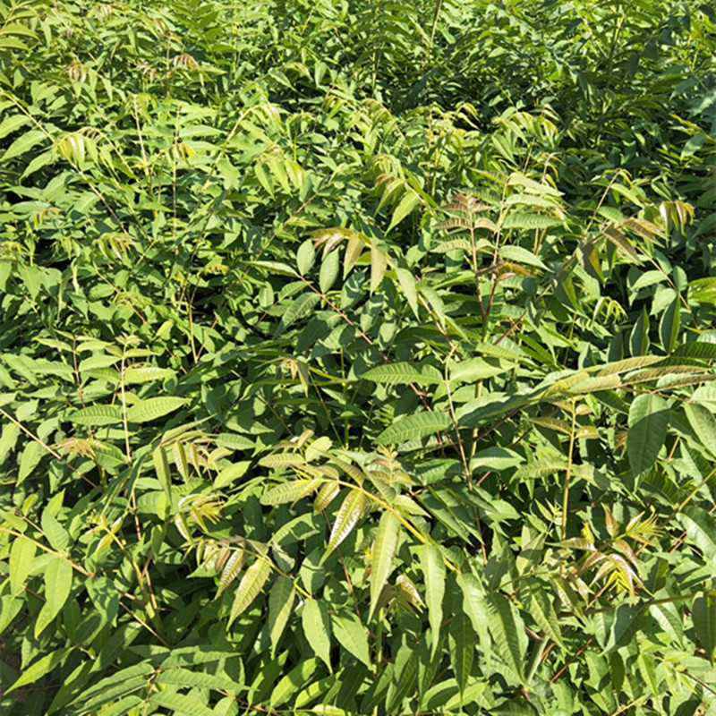 寧津香椿苗 香椿樹苗栽培方法