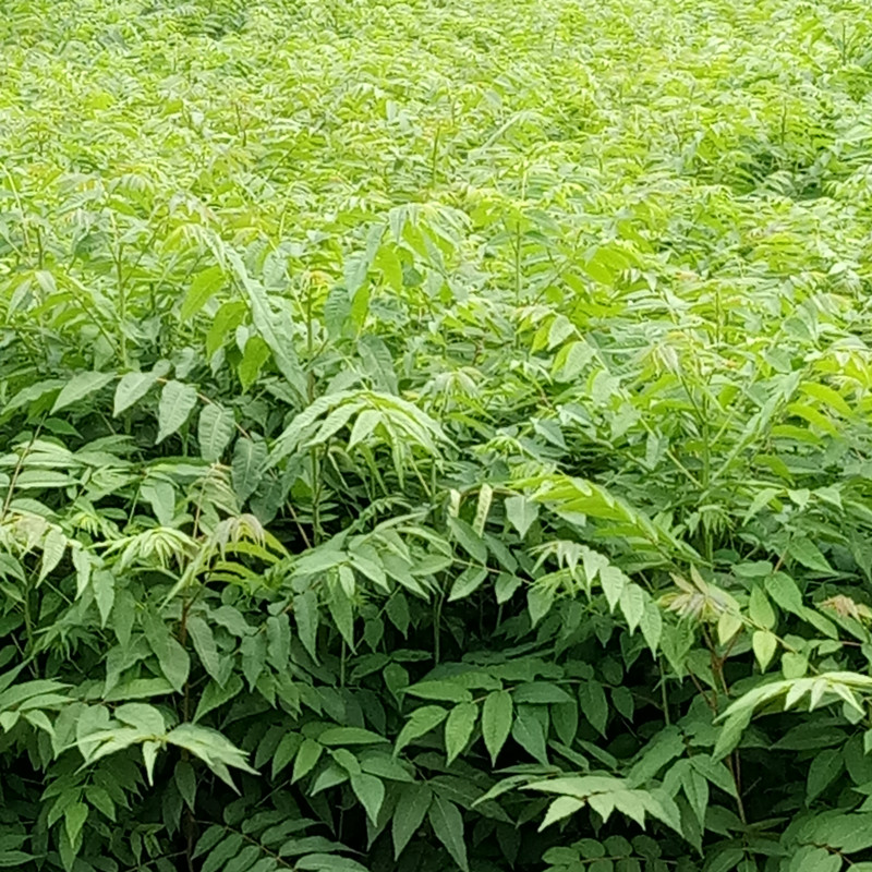 香椿苗怎么发 怎样种植香椿苗