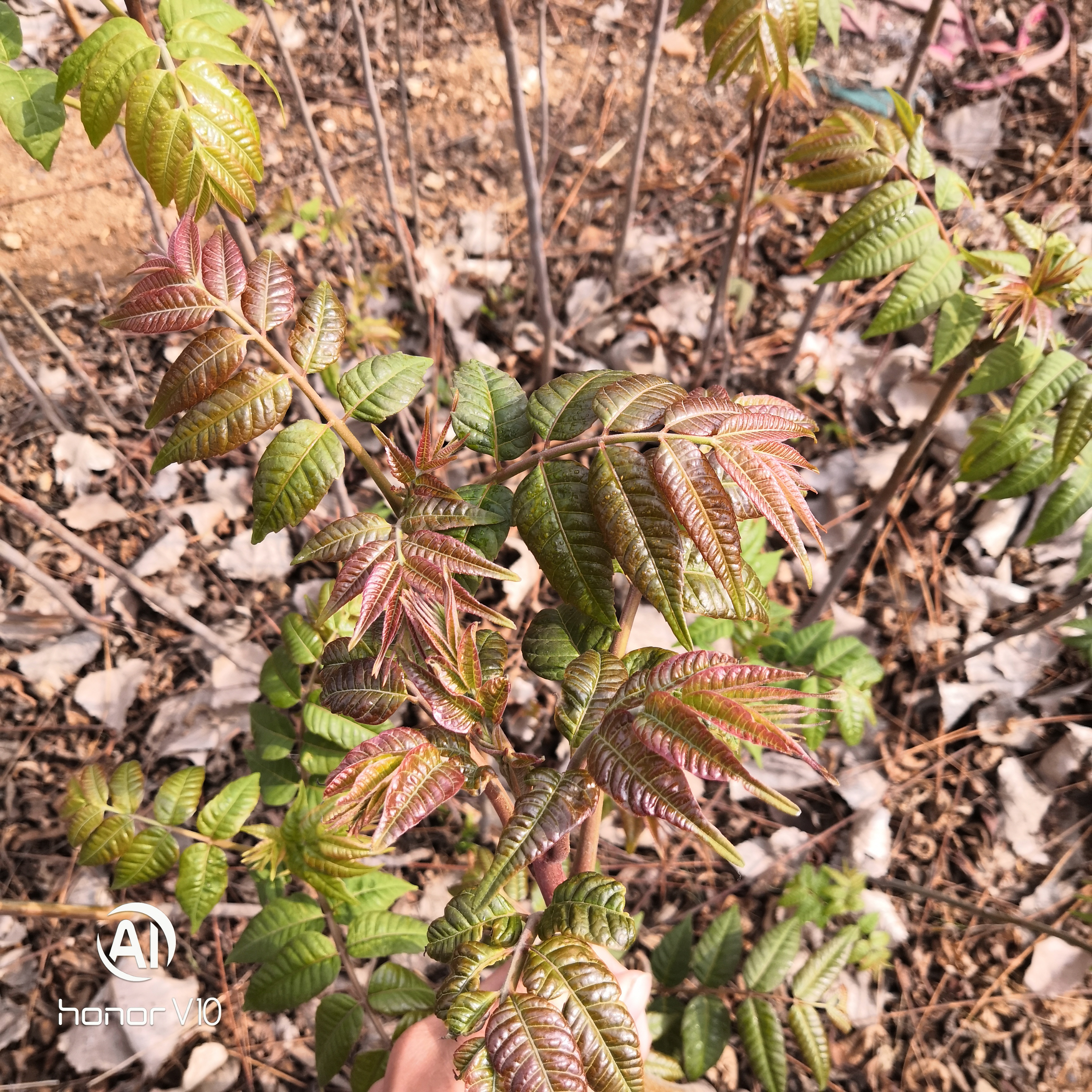 香椿苗怎么发 怎样种植香椿苗