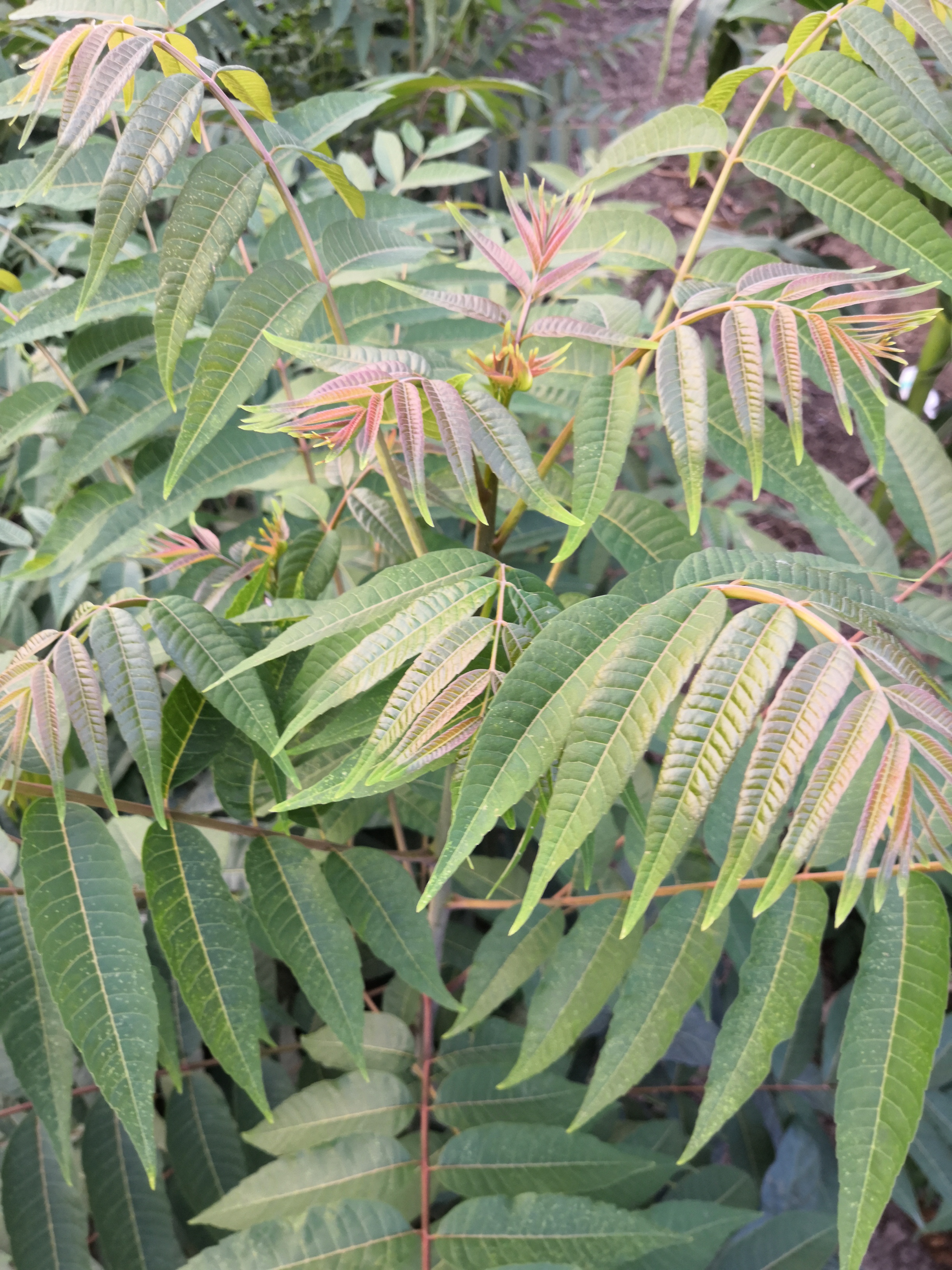 食用香椿苗 香椿树苗栽培方法