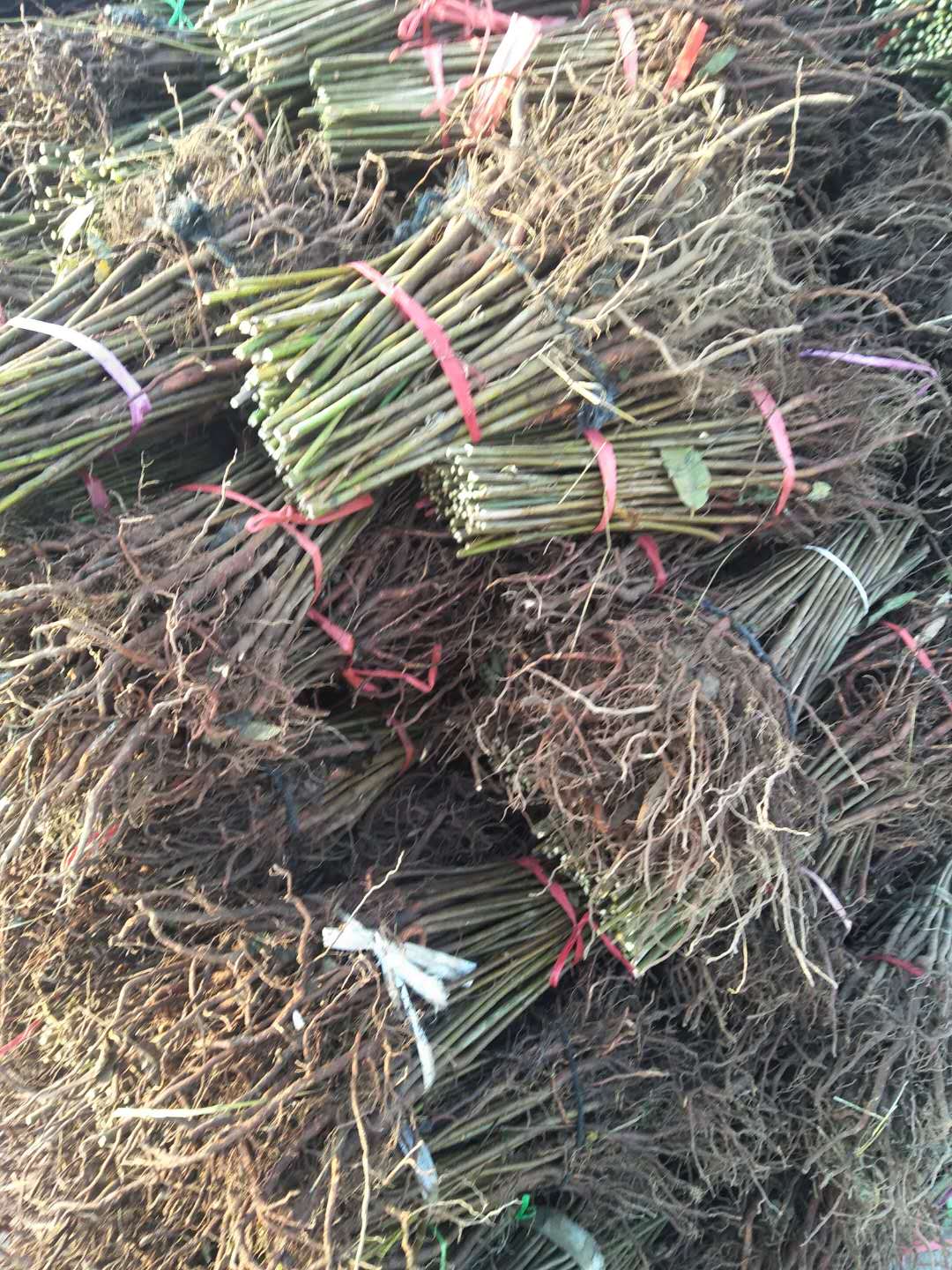 寧津香椿苗 香椿樹苗栽培方法